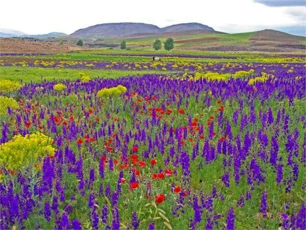 campo-fiorito- orybal.wordpress.com