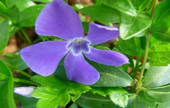 pervinca major