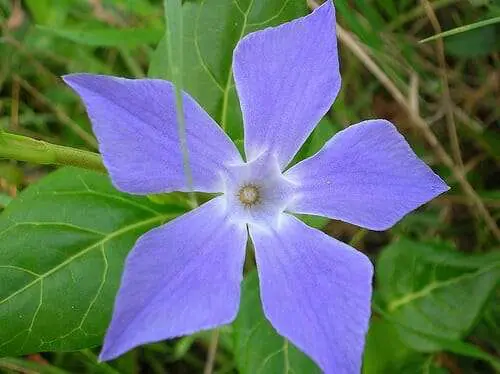 pervinca minor
