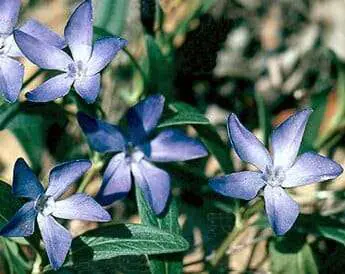 vinca_herbacea
