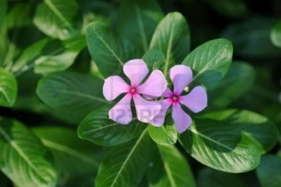 pervinca-rosa-fiori-vicino