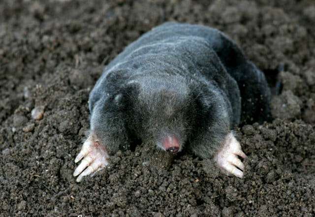 Allontanare Le Talpe Dall Orto In Modo Naturale Orsomarso Blues