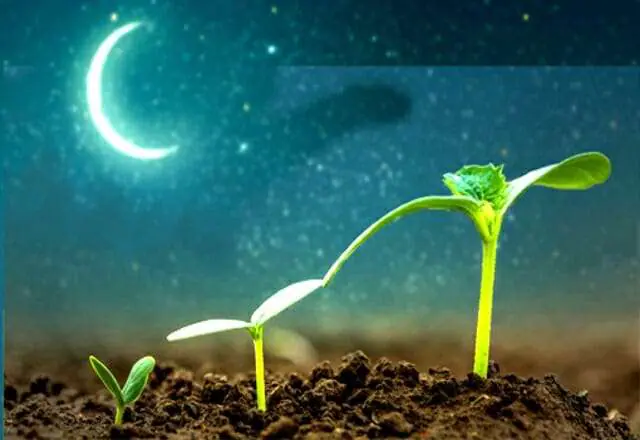 La luce della Luna e la vita delle piante
